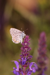 Pseudophilotes vicrama