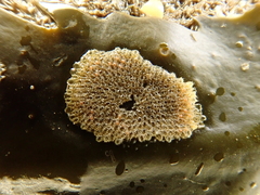 Cauloramphus spiniferum