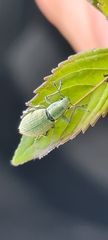 Naupactus auripes