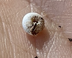 Polygyra cereolus