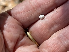 Polygyra cereolus
