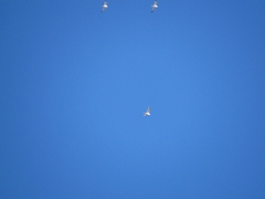 Leucophaeus pipixcan