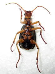 Pheropsophus
