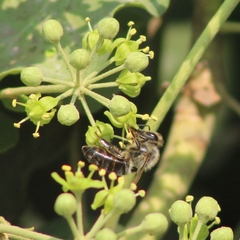 Apis mellifera
