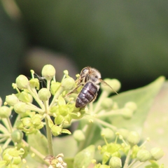 Apis mellifera
