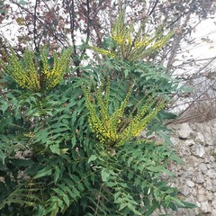 Berberis × hortensis