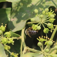 Apis mellifera