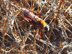 Sphex latreillei