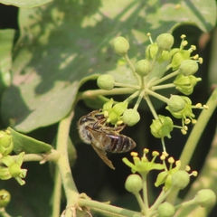 Apis mellifera