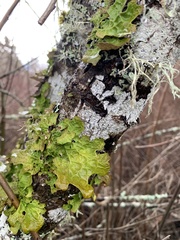 Lobaria pulmonaria