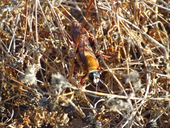 Sphex latreillei