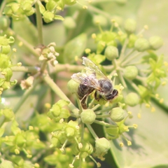 Apis mellifera