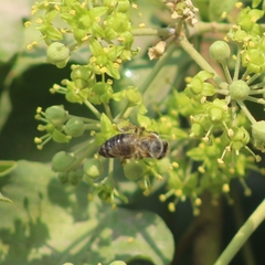 Apis mellifera