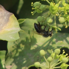 Apis mellifera