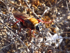 Sphex latreillei