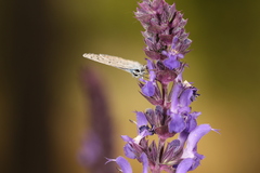 Pseudophilotes vicrama