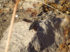 Macrocondyla lugubris