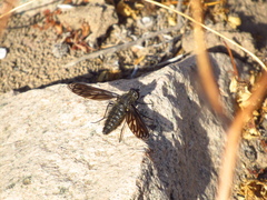 Macrocondyla lugubris