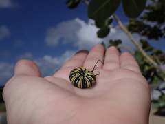 Danaus plexippus megalippe