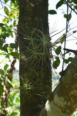Tillandsia schiedeana