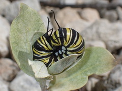 Danaus plexippus megalippe