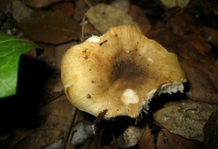 Russula hortensis