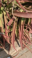 Aloe vanbalenii