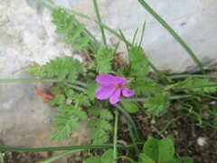 Erodium acaule
