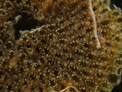 Cauloramphus spiniferum