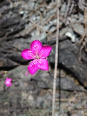 Dianthus longicaulis