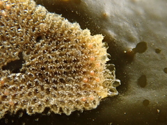 Cauloramphus spiniferum