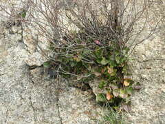 Rumex induratus