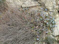 Rumex induratus