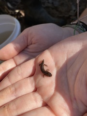 Desmognathus ocoee