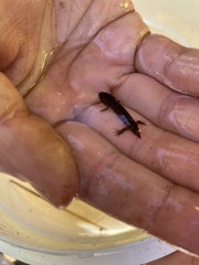 Desmognathus ocoee