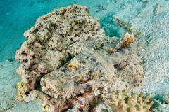 Cymbacephalus beauforti