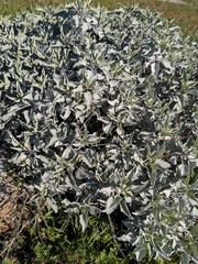 Encelia farinosa