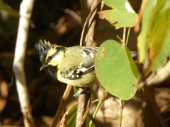 Machlolophus xanthogenys