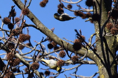Liquidambar styraciflua