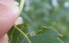 Agonoscena xanthoceratis