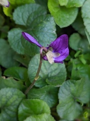 Viola odorata