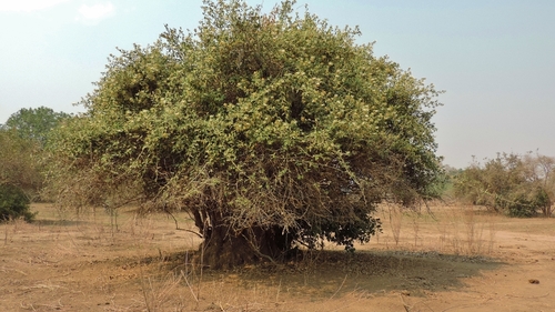 African caper (Capparis tomentosa)