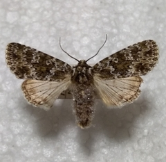 Polymixis polymita