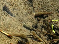 Discoglossus galganoi
