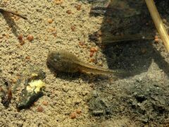Discoglossus galganoi
