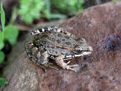 Pelophylax perezi