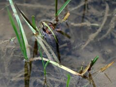 Pelophylax perezi
