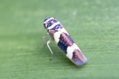 Macugonalia leucomelas