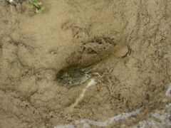 Pelophylax perezi