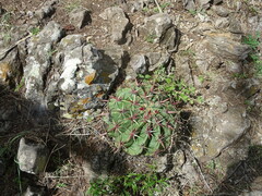 Ferocactus recurvus recurvus